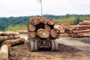 Log transport in the Congo, courtesy Wikipedia