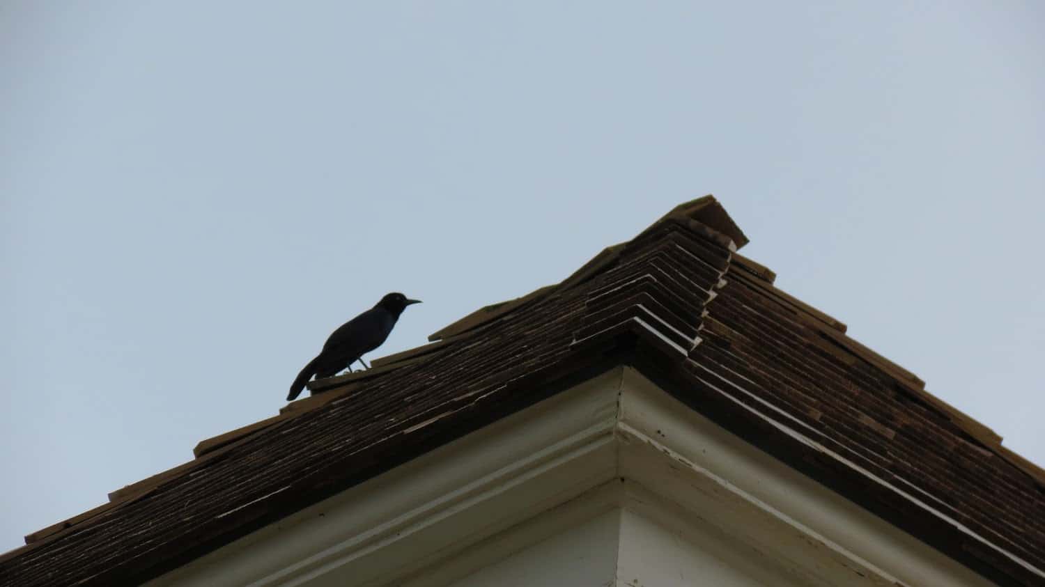 crow on the roof