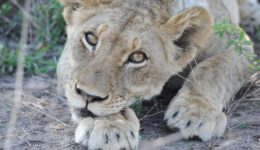 lion eyes