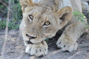 lion eyes