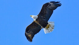 When the Delaware Water Gap National Recreation Area was established many people thought it was only a matter time until the bald eagle would be extinct in the Lower-48. Today thanks to a ban on certain pesticides and wise management it is fairly common year round in the park.