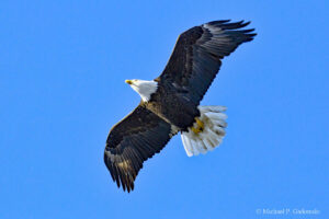When the Delaware Water Gap National Recreation Area was established many people thought it was only a matter time until the bald eagle would be extinct in the Lower-48. Today thanks to a ban on certain pesticides and wise management it is fairly common year round in the park.