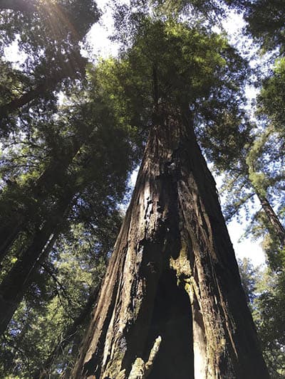 Armstrong redwoods