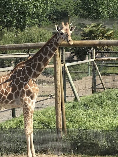 Safari West giraffe