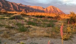 Baja in full bloom. Heather Mills photos.