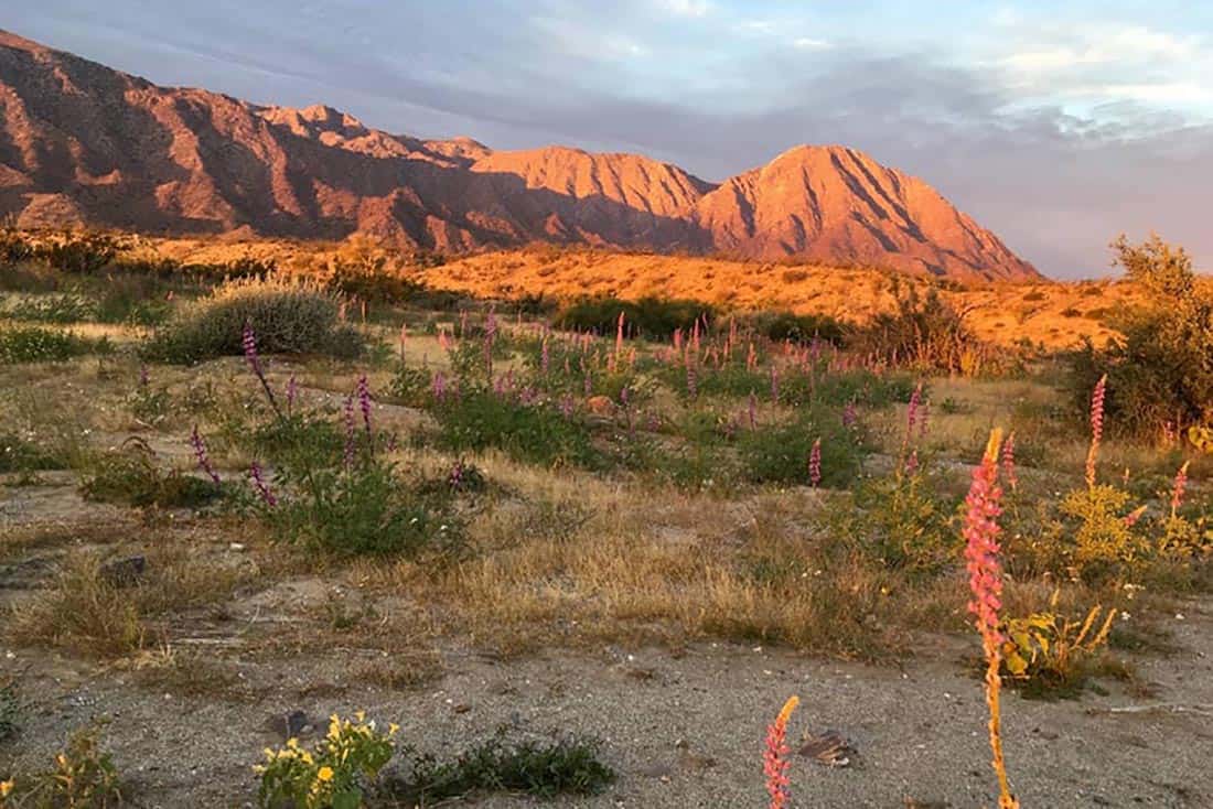 Baja in full bloom. Heather Mills photos.