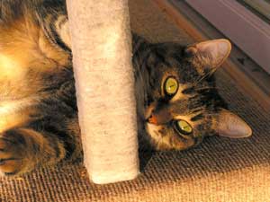 The Isle of Man Best Friend: The Manx Cat 7 A Manx cat