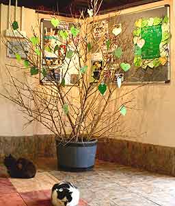 The Isle of Man Best Friend: The Manx Cat 11 The Tree of Life