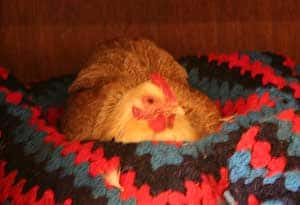 The Isle of Man Best Friend: The Manx Cat 5 A hen makes herself comfortable in a cat bed.