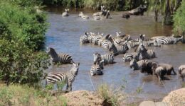 zebras