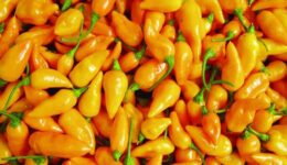 Datil Peppers, St Augustine Florida