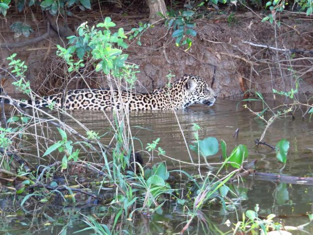 Pantanal