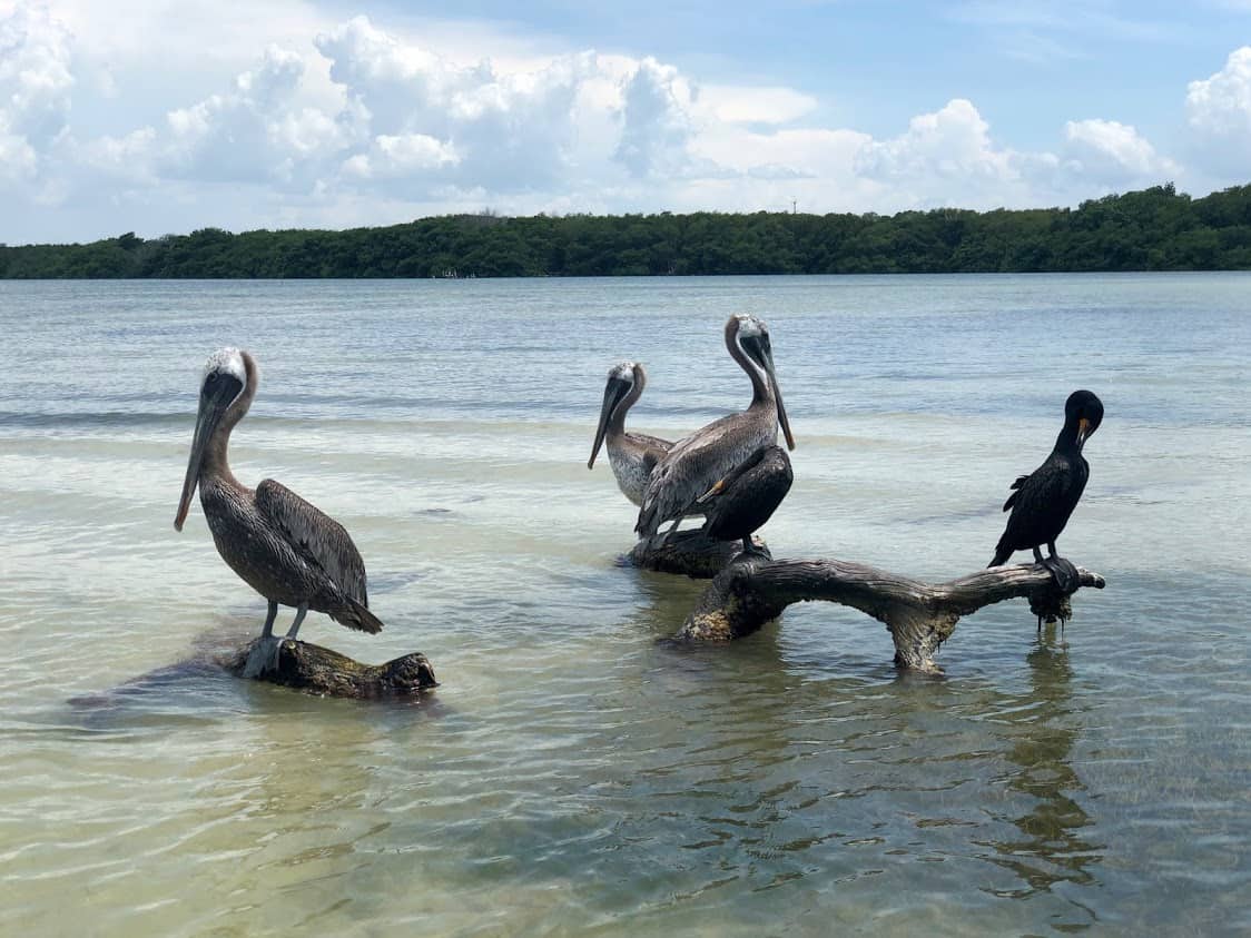 Pelicans sun bathing on the Las Coloradas River that is part of the Lolaradas Biosphere Reserve. It's a protected reserve home to many birds, crocodiles and famous for flamingo sitings.