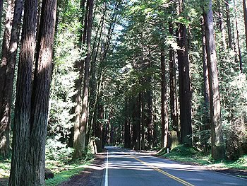 California's Mendocino County: A Whole Lotta There There 4 Redwood forest on the way to Fort Bragg.