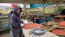 Oyster shucking in Tomales Bay California