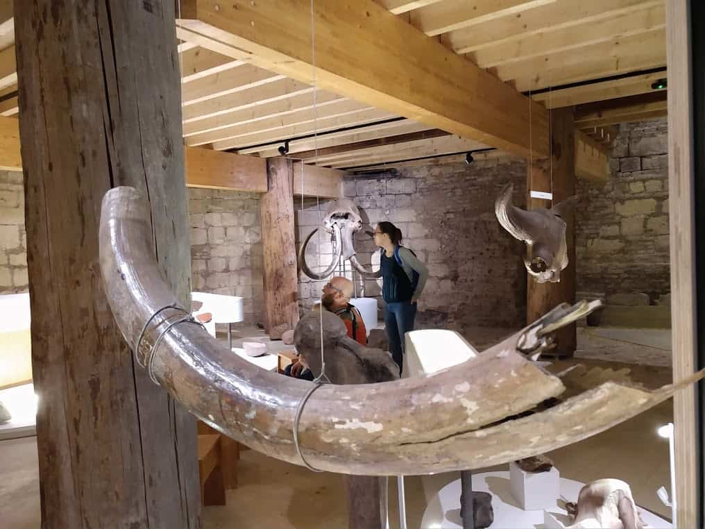 A family looks at the skull and tusks of a woolly mammoth that once roamed the area at De Bastei, a museum of nature and culture.