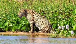 Jaguar