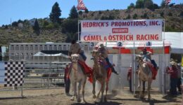 camels gate good