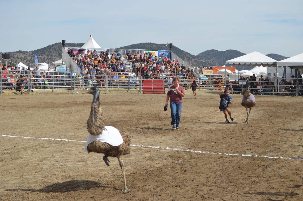 Racing emus at the Virginia City Camel and Ostrich races in Nevada.