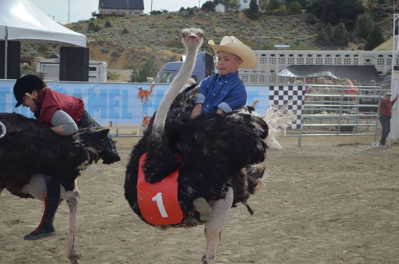 A participant in the ostrich rides joins the fun in Virginia City. 