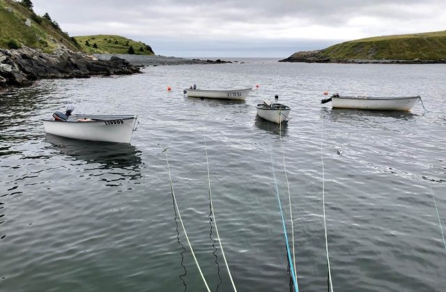 IMG_5241 Newfoundland