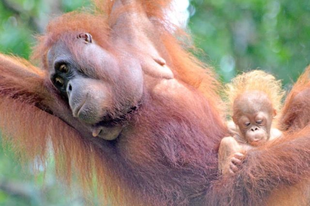 Orangutans at Semenggoh Kuching