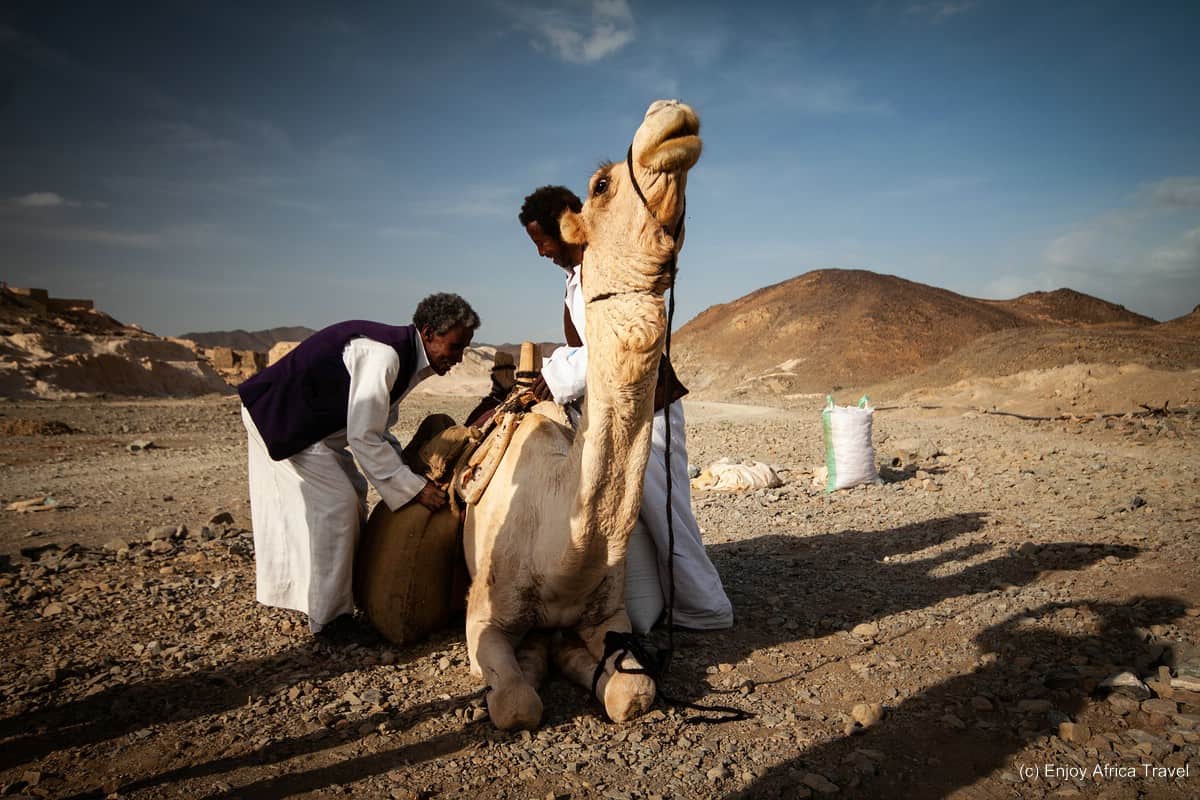 A camel protests in the India desert.