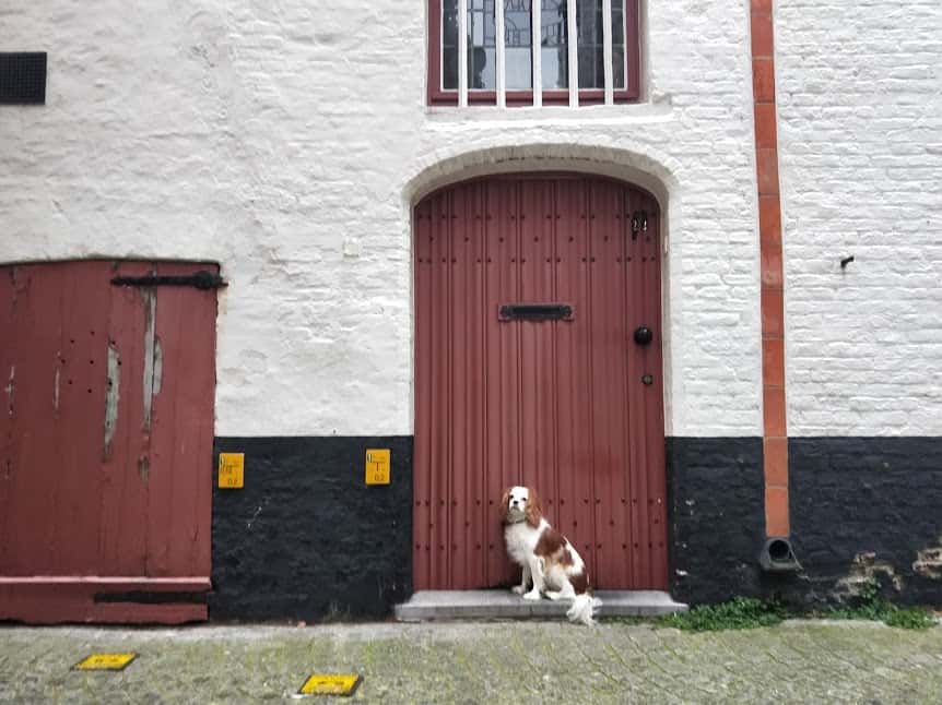 Archie in the streets of Bruges