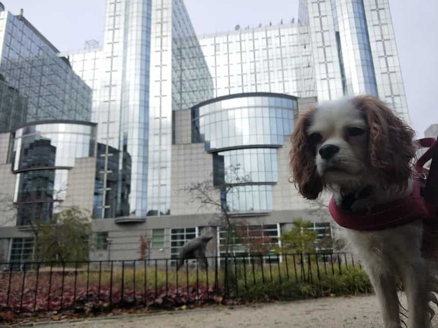 Europe's soaring capital in Brussels with Archie.