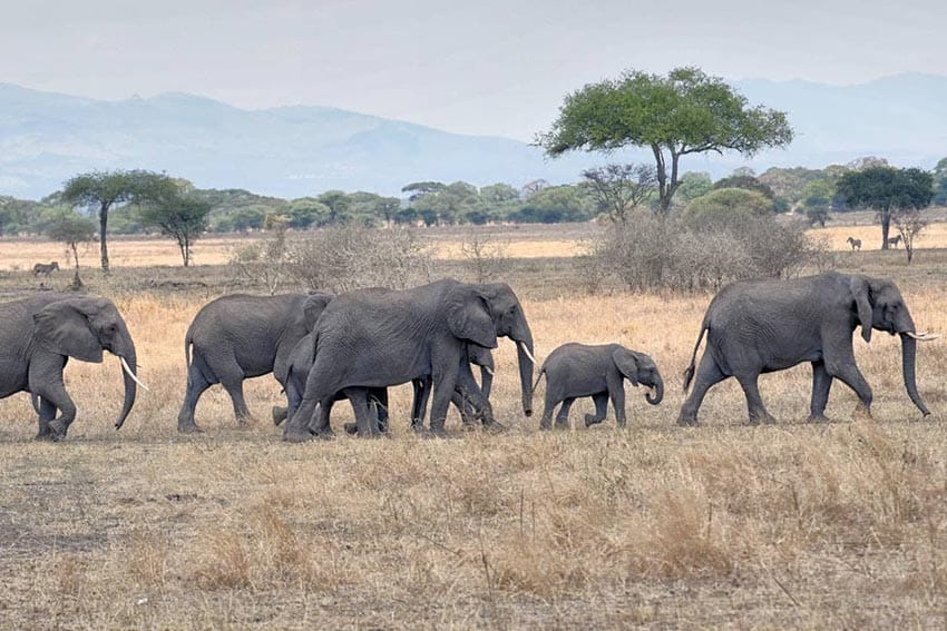 Tanzania-Elephants-crossing