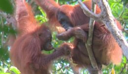 orangutans