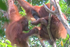 orangutans