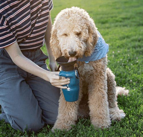 dog cup