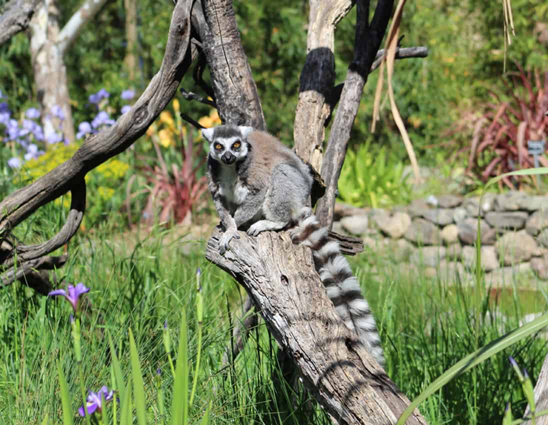 A Lemur