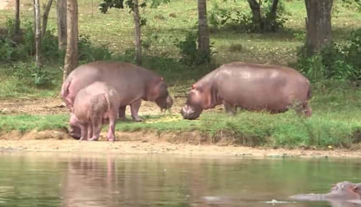 Colombian Hippos