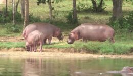Colombian Hippos