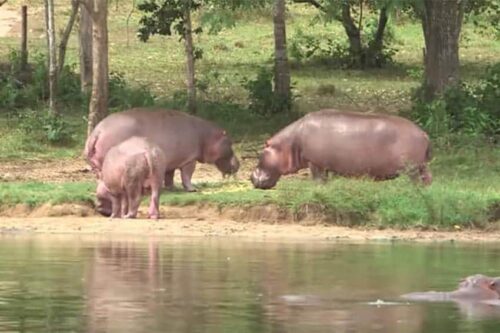 Colombian Hippos
