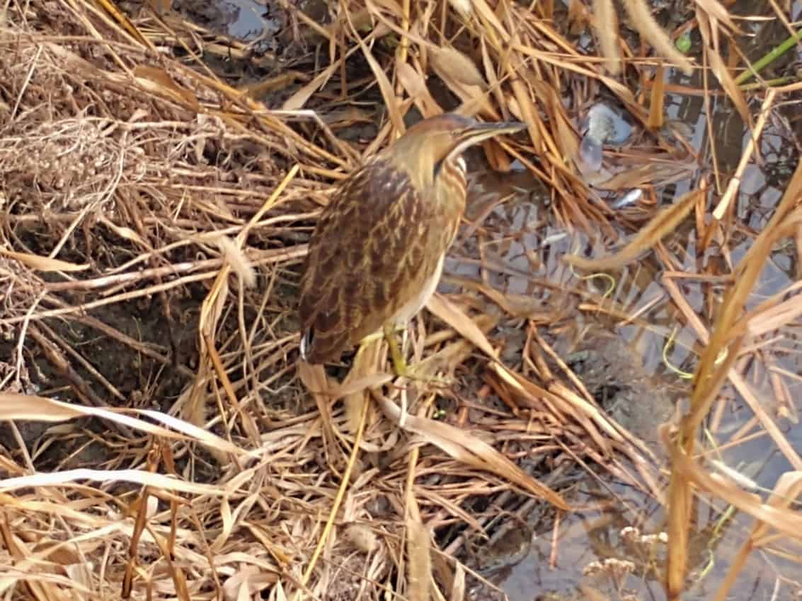 An American Bittern waits patiently for a meal among the reeds in Charlie's Pasture, a popular birding destination in Port Aransas. Photo by Anne Braly