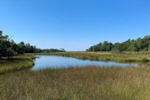 Looking-out-into-the-Bayou