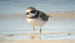 A piping plover in Corpos Christi, Texas