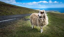 sheep in Faroe Island