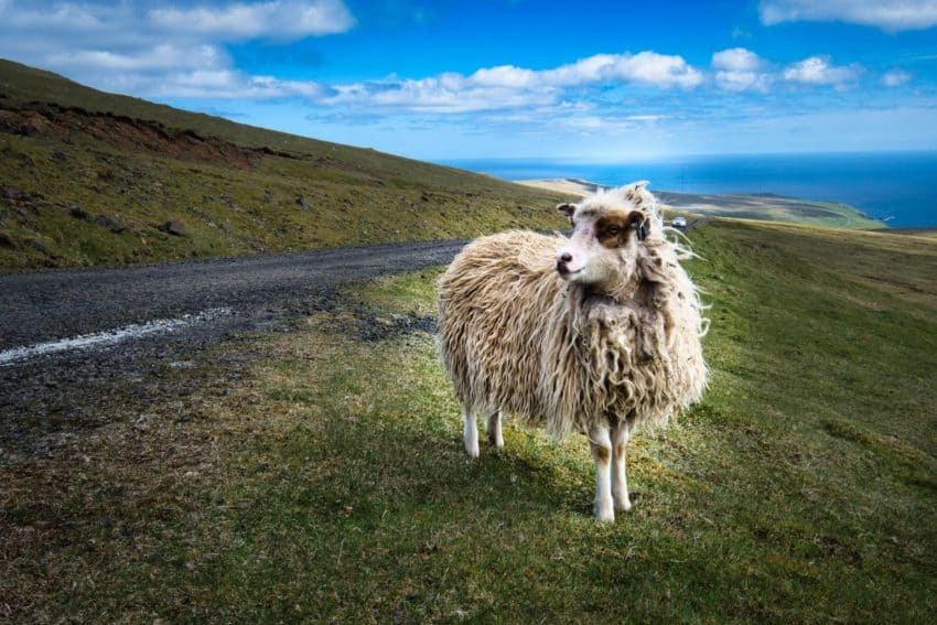 sheep in Faroe Island