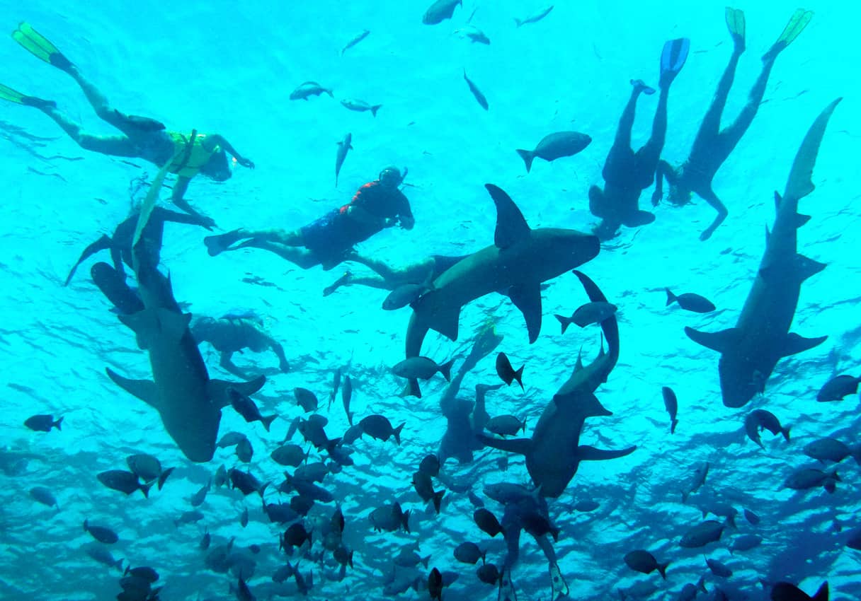 Passengers of the Yasawa Princess mingle with nurse sharks while snorkeling 