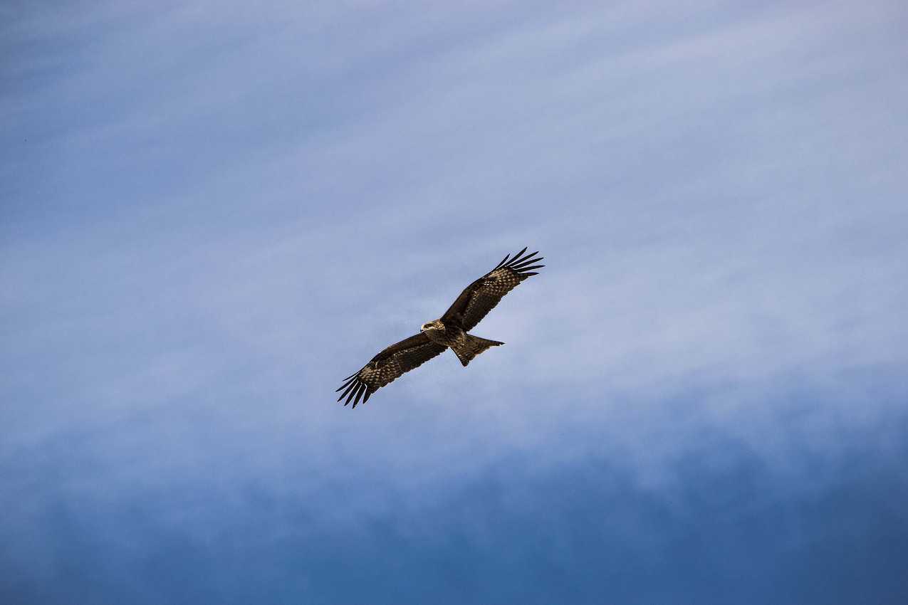 A hawk flies above the Altai Republic, Siberia. 