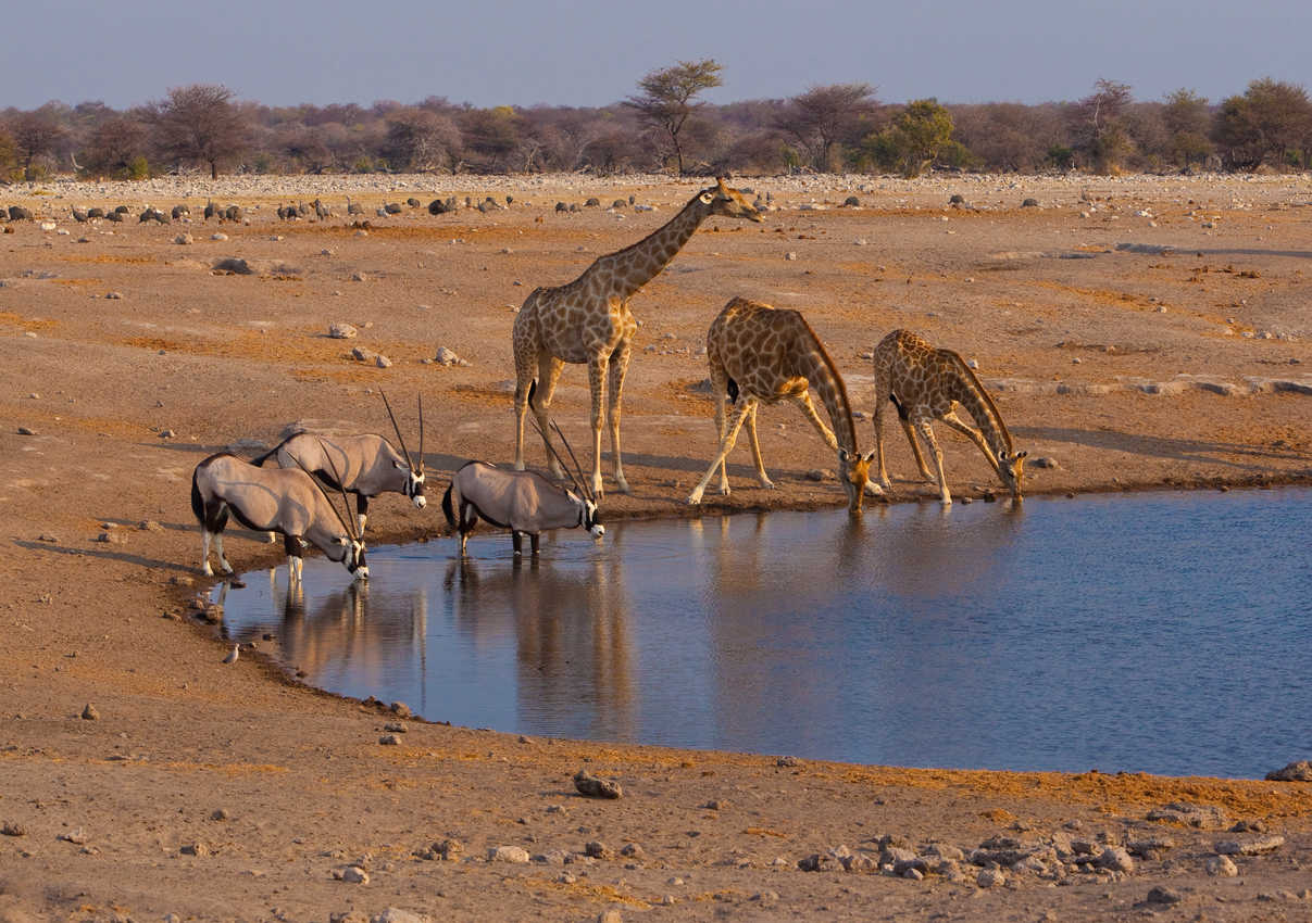 Animals are everywhere on the solo Namibia journey.