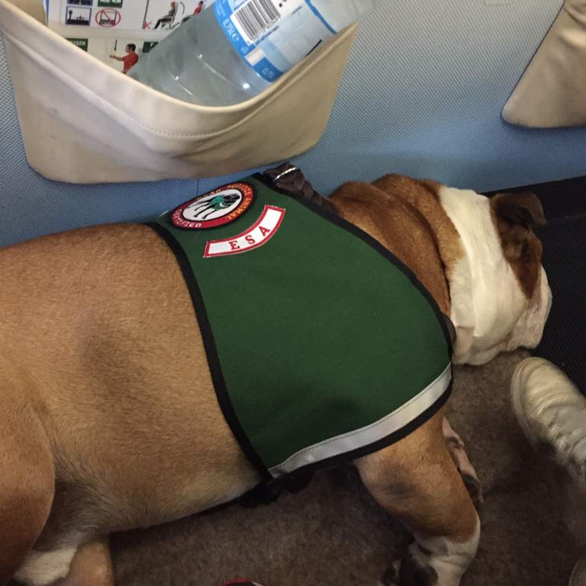 Even the noble bulldog can be an Emotional Service Animal. 