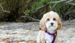 little dog