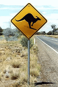 Getting Around Australia: Buses, Trains and Planes 4 Watch out for Roos! photo: Marie Javins