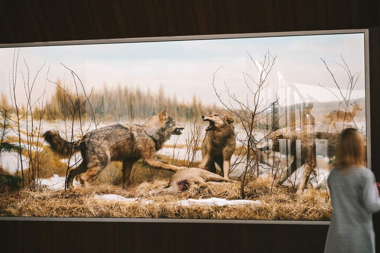 Kaunas, Lithuania: 'Kaunastic' for 2022 8 Animal scenes at the zoological museum in Kaunas Lithuania.