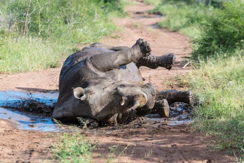 A live rhino in Eswatini photo from the Kingdom of Eswatini, Jonathan Ramael.